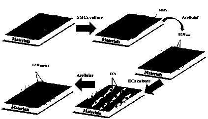 Method of constructing multi-functional biomimetic modified layer on surface of cardiovascular implant material based on vascular basement membrane structure