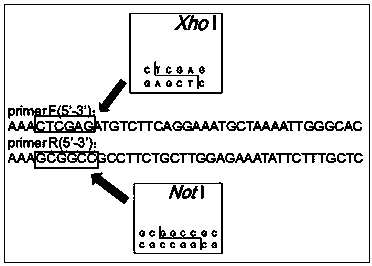 Application of peroxidase to preparation of drug for preventing and treating cerebrovascular diseases