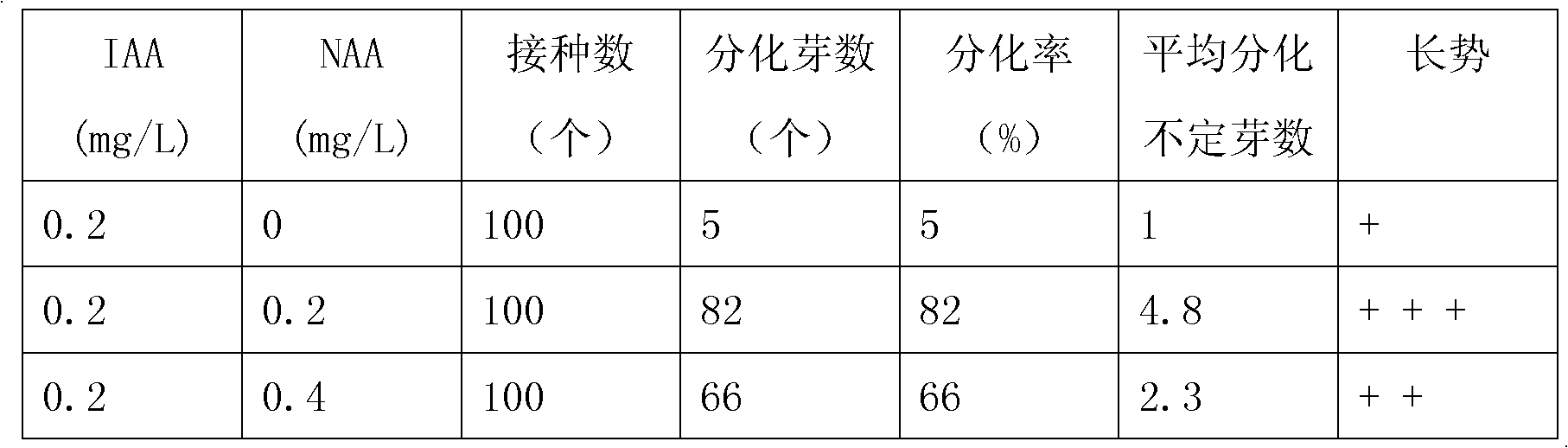 Tissue culture and rapid propagation method of Jiuhua Polygonatum sibiricum