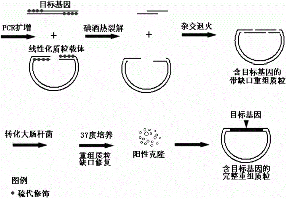 Iodine dissociation type gene cloning method based on sulfo-modifiers