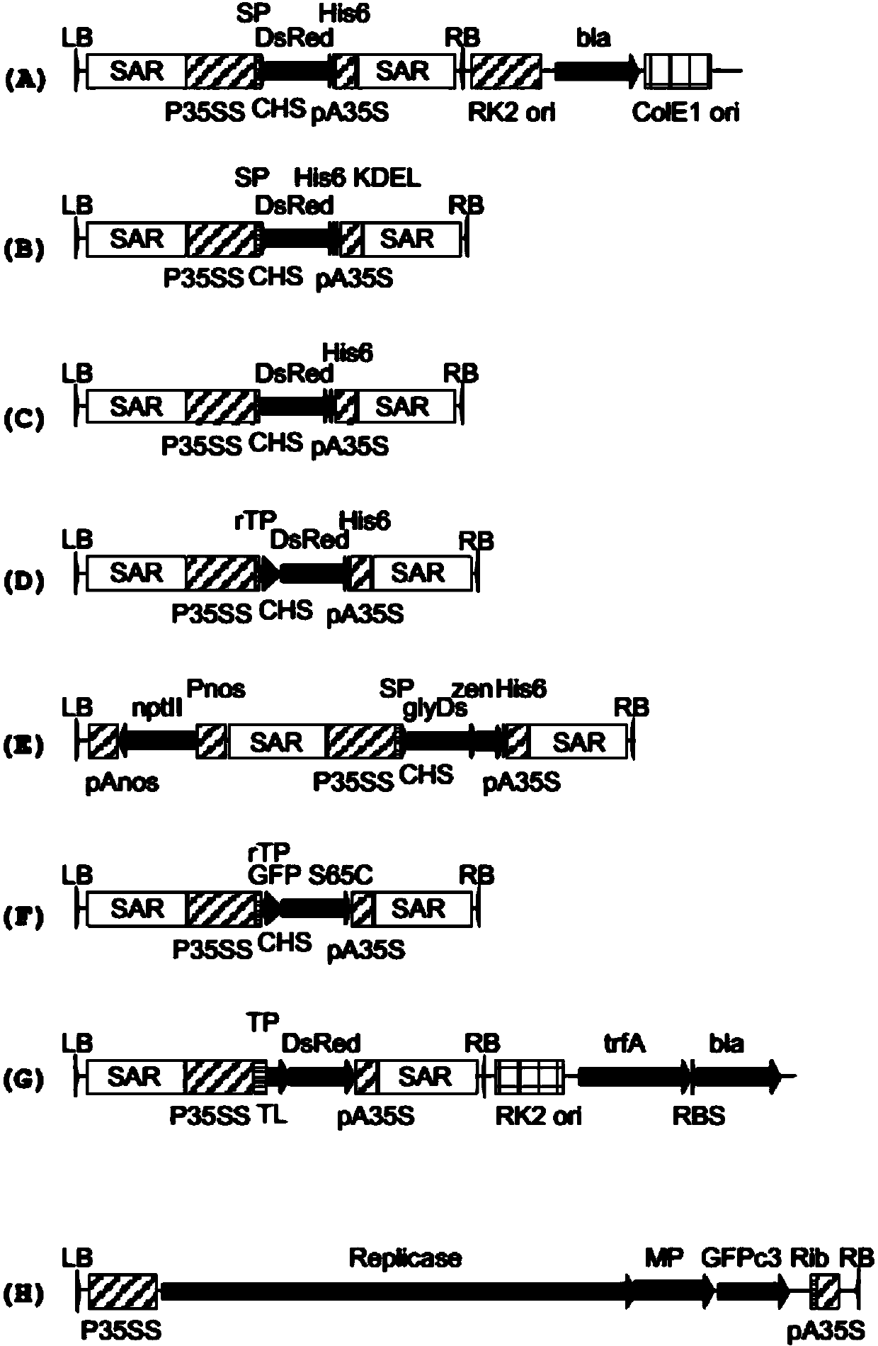 Method for the generation and cultivation of a plant cell pack