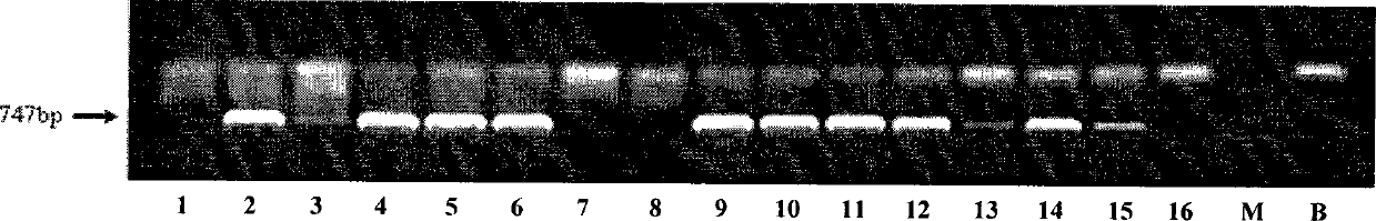 Transgenic method for improving salvianolic acid B content in root of red-rooted salvia