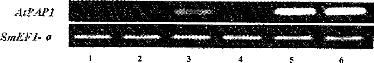 Transgenic method for improving salvianolic acid B content in root of red-rooted salvia