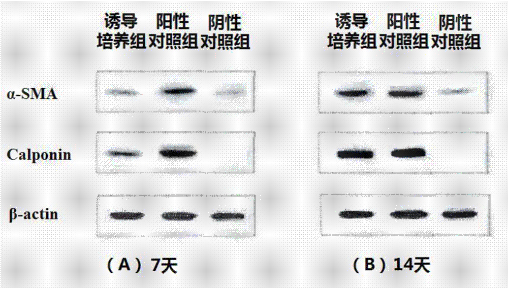 Efficient differentiation induction agent of adipose-derived stem cells and differentiation induction culture medium