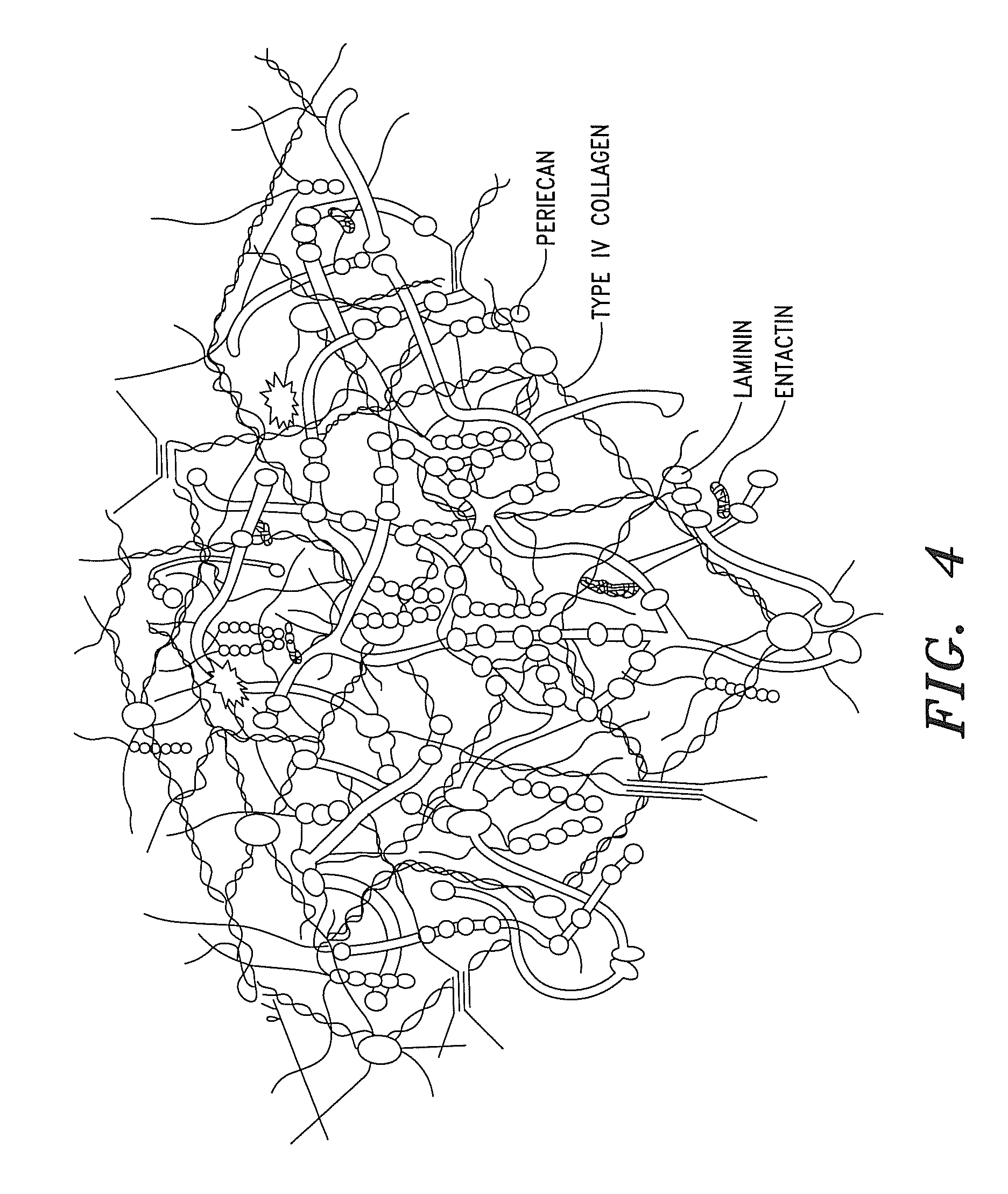 Compositions and methods for treating organ dysfunction