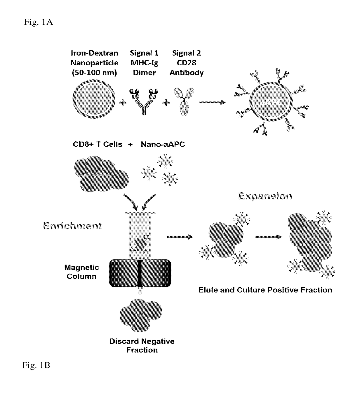 Reagents and methods for identifying, enriching, and/or expanding antigen-specific t cells