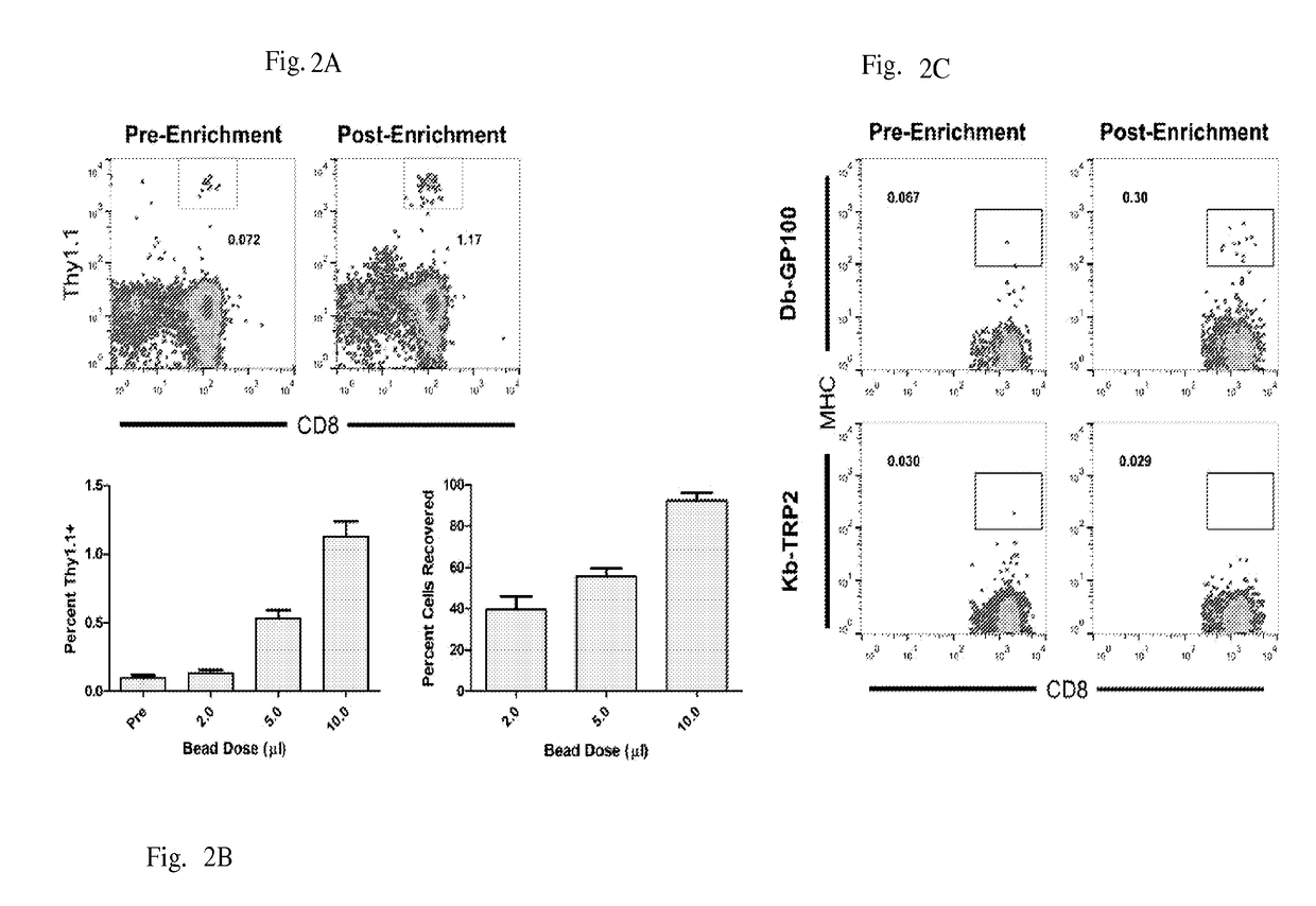 Reagents and methods for identifying, enriching, and/or expanding antigen-specific t cells