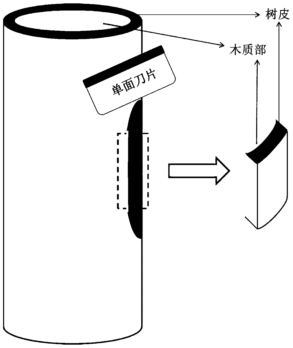 A Rapid Histochemical Method for Visualizing Laticifers in Rubber Tree Bark