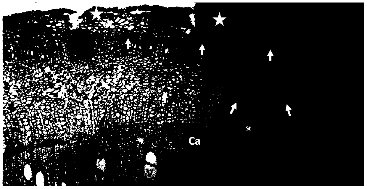 A Rapid Histochemical Method for Visualizing Laticifers in Rubber Tree Bark