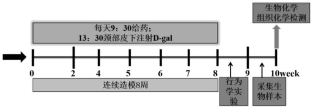 Traditional Chinese medicine composition for treating Alzheimer's disease and preparation process thereof