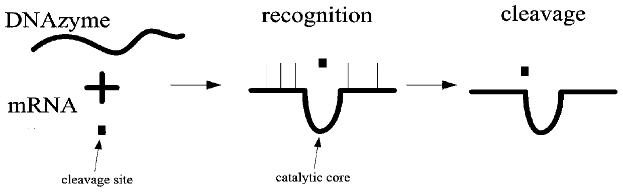 Micro-fluidic chip for solving minimum set coverage problem and DNA calculation method of micro-fluidic chip