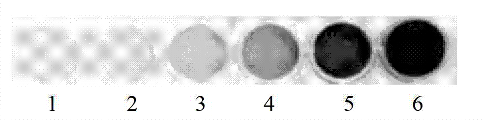 Mouse typhus salmonella UF110lux and application of mouse typhus salmonella UF110lux in living body imaging