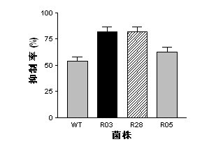 Mutant capable of raising cyclic lipopeptides antibiotic output by using RNA polymerase mutation, its preparation method and its application