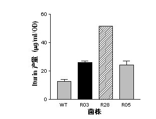 Mutant capable of raising cyclic lipopeptides antibiotic output by using RNA polymerase mutation, its preparation method and its application