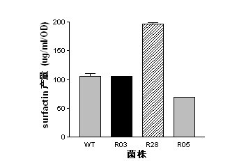 Mutant capable of raising cyclic lipopeptides antibiotic output by using RNA polymerase mutation, its preparation method and its application