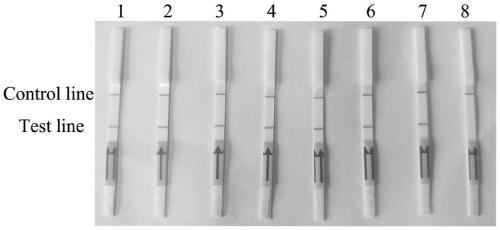 Rapid and accurate detection method for Fusarium oxysporum based on RPA (recombinase polymerase amplification)-lateral flow chromatography test strip technology