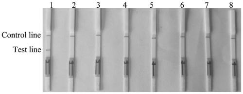 Rapid and accurate detection method for Fusarium oxysporum based on RPA (recombinase polymerase amplification)-lateral flow chromatography test strip technology