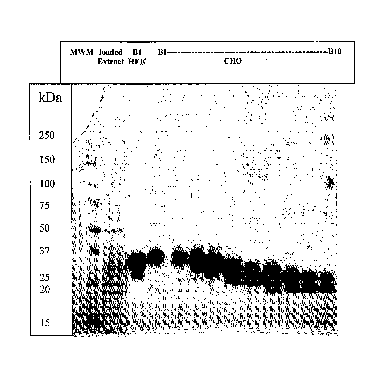 Glycosylated IL-7, Preparation And Uses