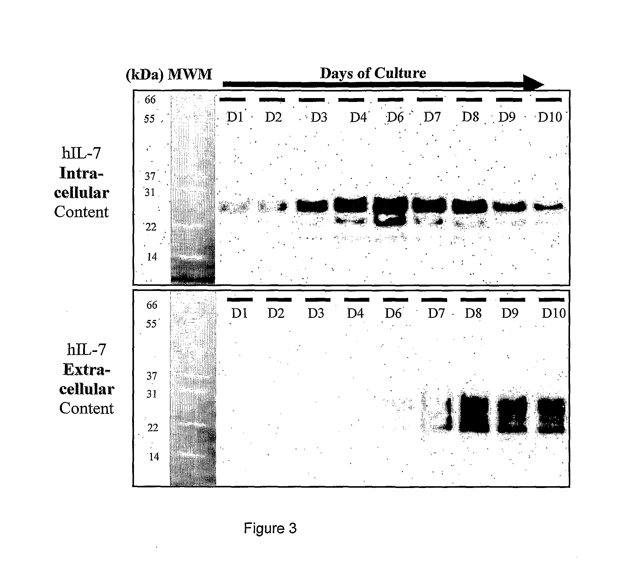 Glycosylated IL-7, Preparation And Uses