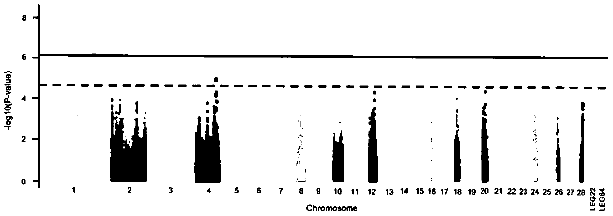 SNP molecular marker related to chicken back pore density and application of SNP molecular marker