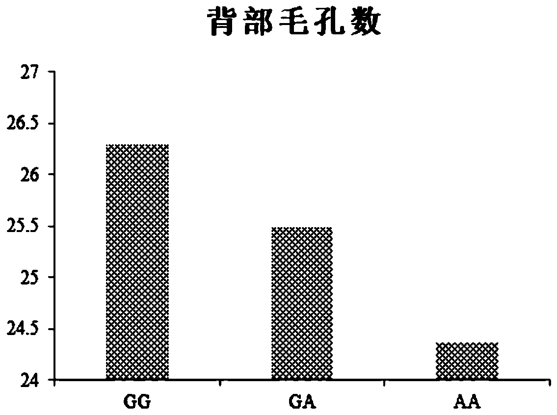 SNP molecular marker related to chicken back pore density and application of SNP molecular marker