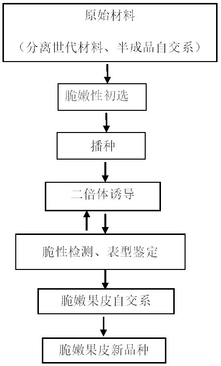 Breeding method of fresh corn with crisp and tender pericarp