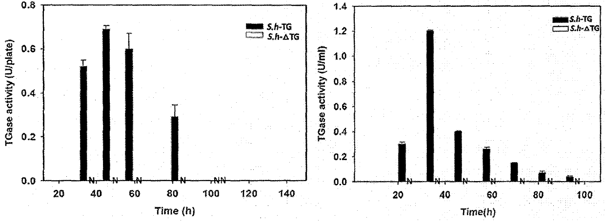 Transglutam kinase coding gene interrupted streptomyces hygroscopicus and application thereof