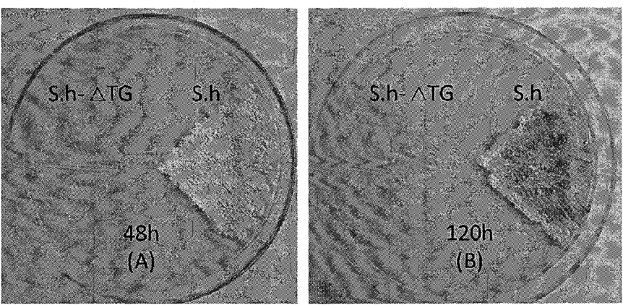 Transglutam kinase coding gene interrupted streptomyces hygroscopicus and application thereof