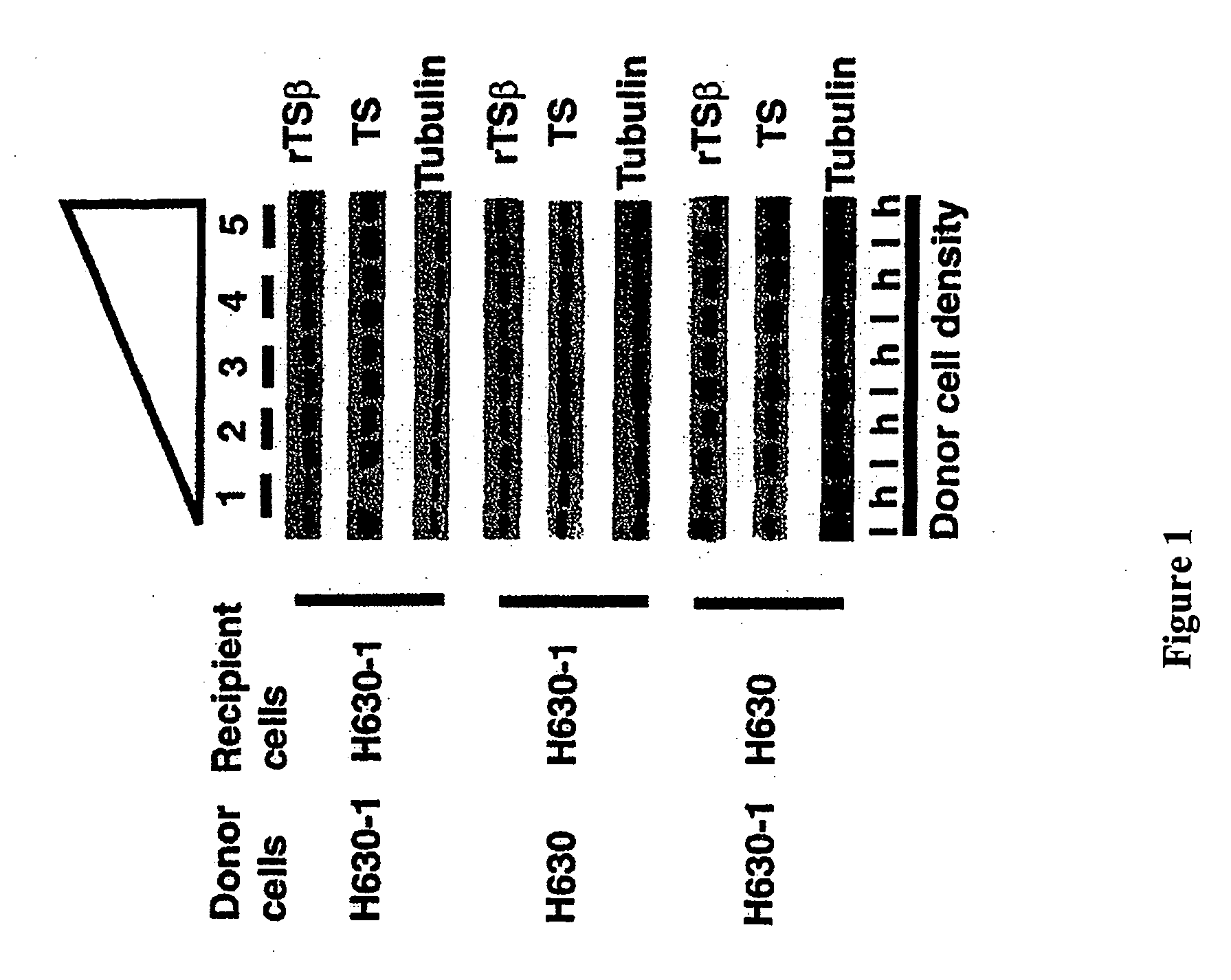 Acyl homoserine lactones for inhibition of cell growth