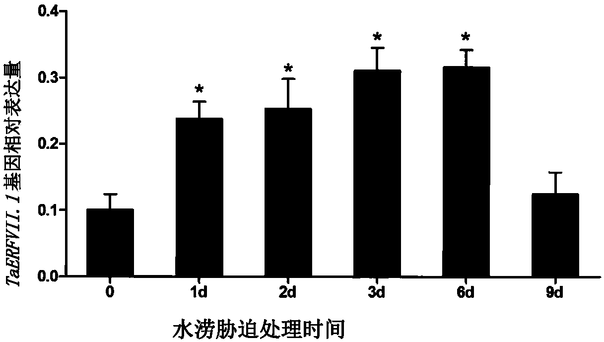 Cultivation method for flood-resistant and yield-increasing transgenic wheat and related biological materials thereof