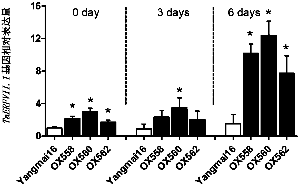 Cultivation method for flood-resistant and yield-increasing transgenic wheat and related biological materials thereof