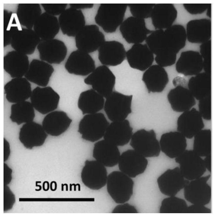 Gold nanoparticle, preparation method and application thereof