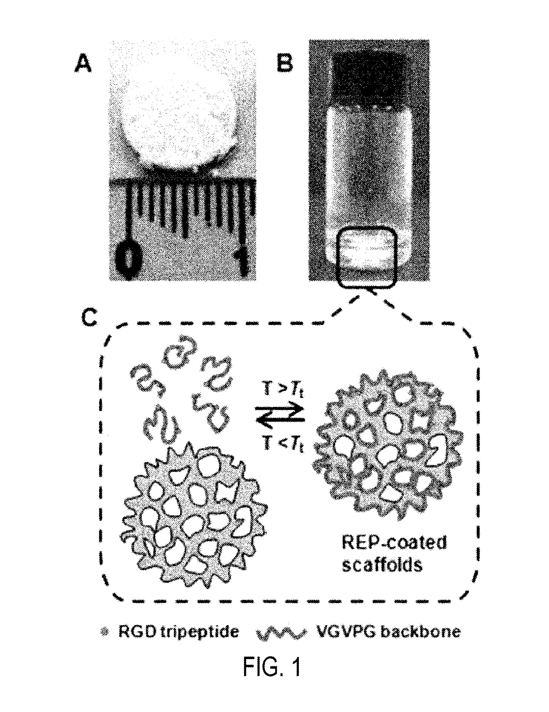 PLGA scaffold