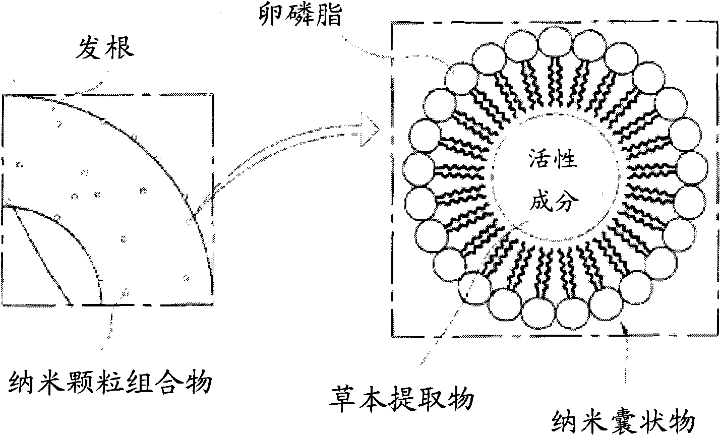 Nanoparticle composition for prevention of hair loss and promotion of hair growth