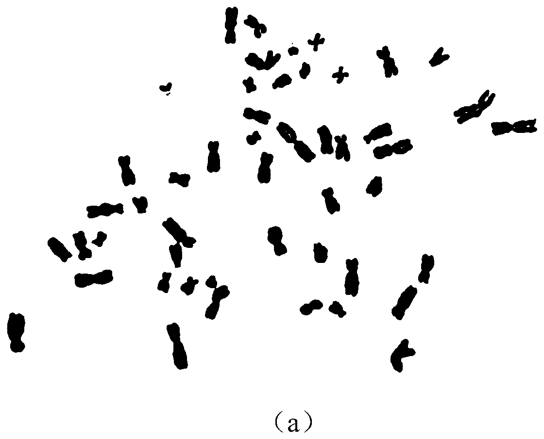 A kind of human glioma cell line and its establishment method and application