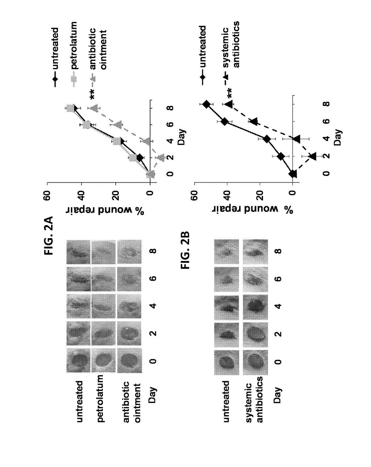 Use of CPG oligonucleotides co-formulated with an antibiotic to accelerate wound healing