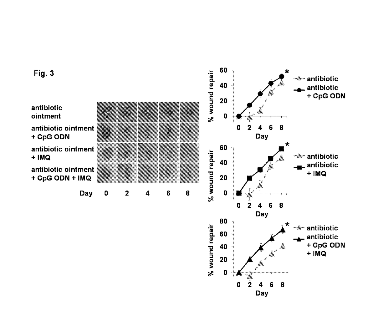 Use of CPG oligonucleotides co-formulated with an antibiotic to accelerate wound healing