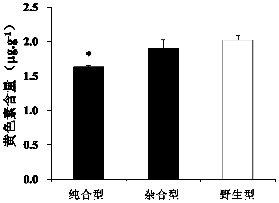 Wheat carotenoid synthesis route key gene Lcye mutant and application thereof