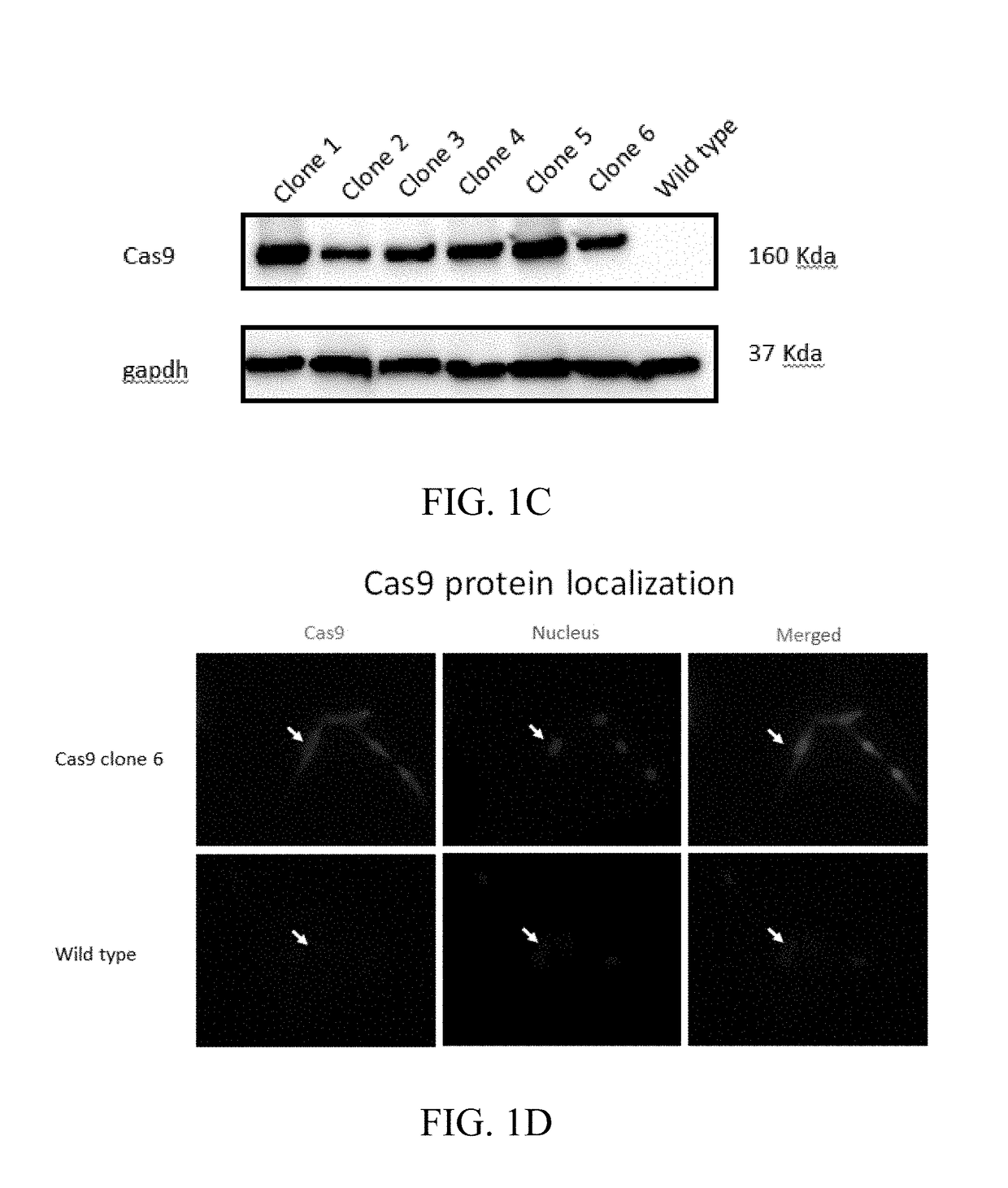 Methods for screening and using crispr/cas9 guidance RNA sequence from HIV provirus genome