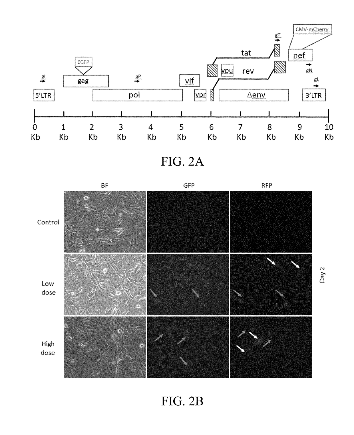 Methods for screening and using crispr/cas9 guidance RNA sequence from HIV provirus genome