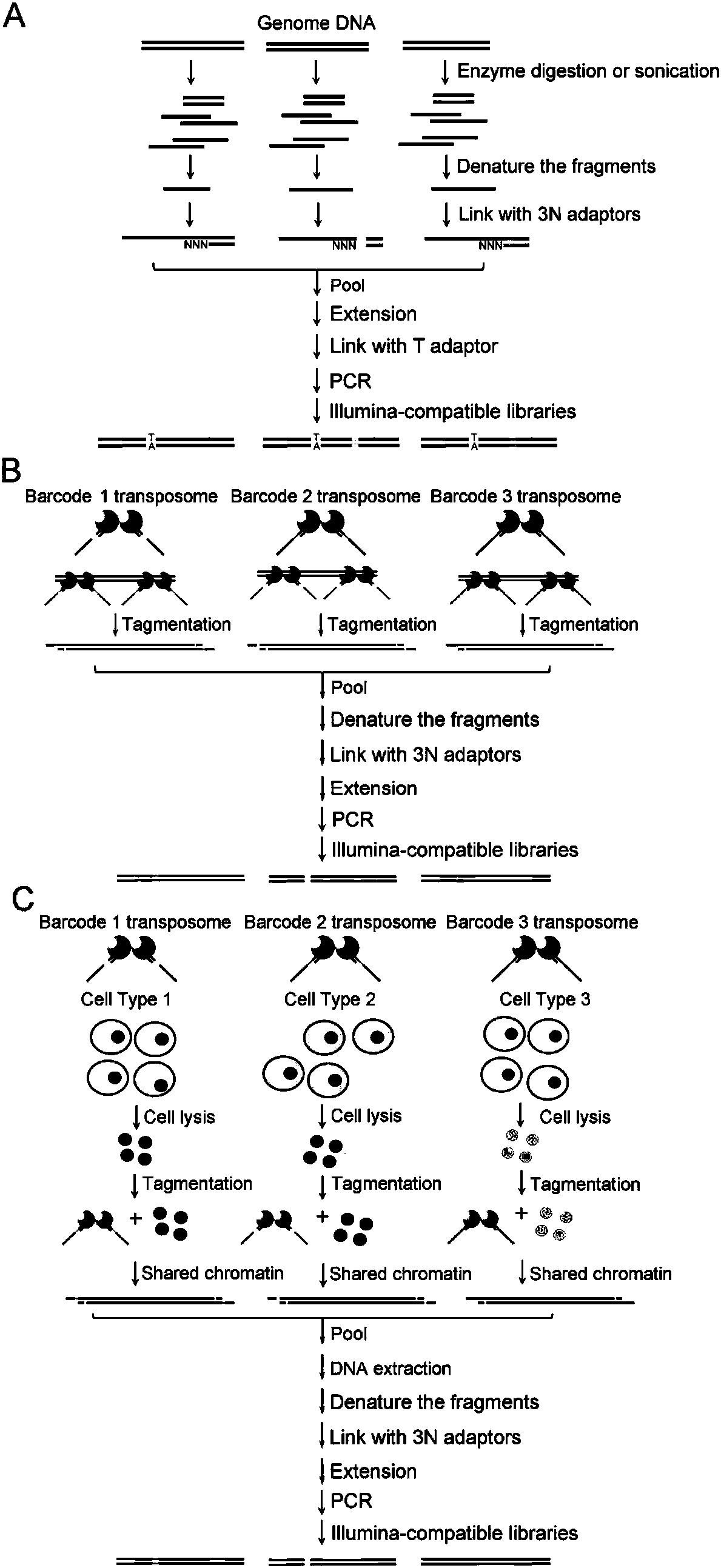 Construction method for next-generation sequencing library based on single-stranded connector and application thereof