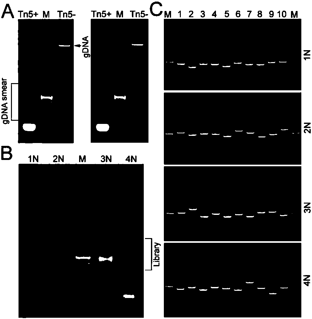 Construction method for next-generation sequencing library based on single-stranded connector and application thereof