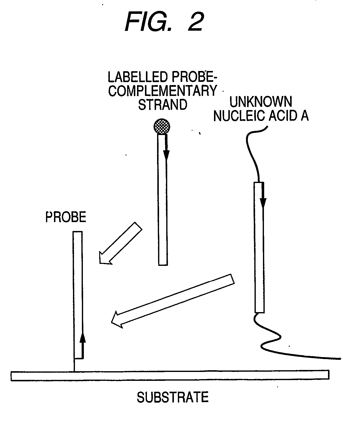 Process for assay of nucleic acids by competitive hybridization using a dna microarray