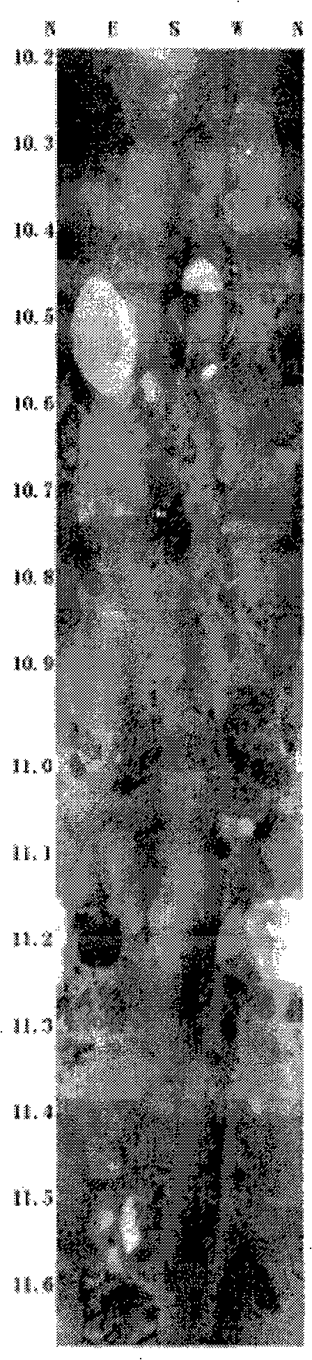 Profound unconsolidated formation visualized detection method