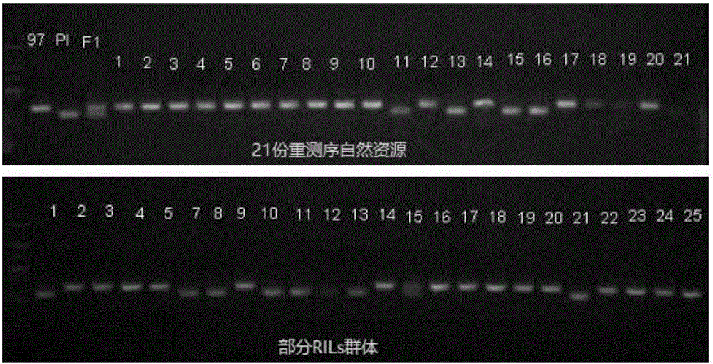 Watermelon flesh harness-related molecular marker Hf2-Indel and application thereof