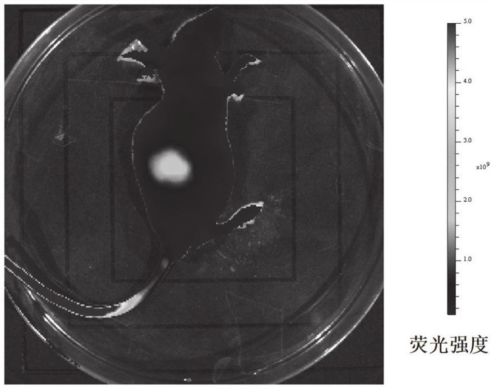 Preparation method and application of heptamethine indocyanine dye