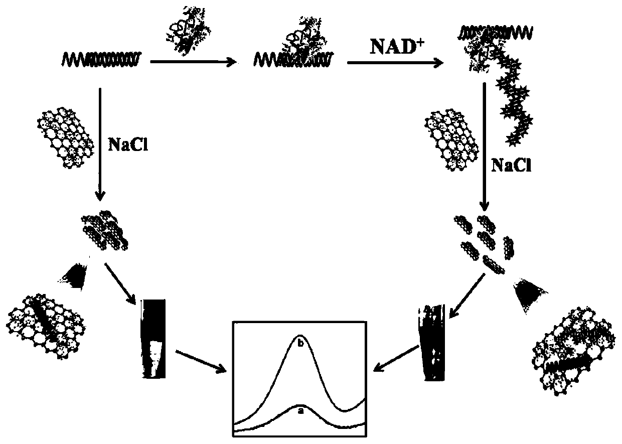 Method for detecting Parp activity based on analysis of hemin-graphene composites