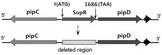 Attenuated vector bacterium of salmonella choleraesuls and construction method of attenuated vector bacterium