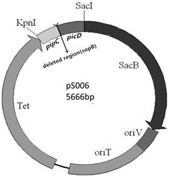 Attenuated vector bacterium of salmonella choleraesuls and construction method of attenuated vector bacterium