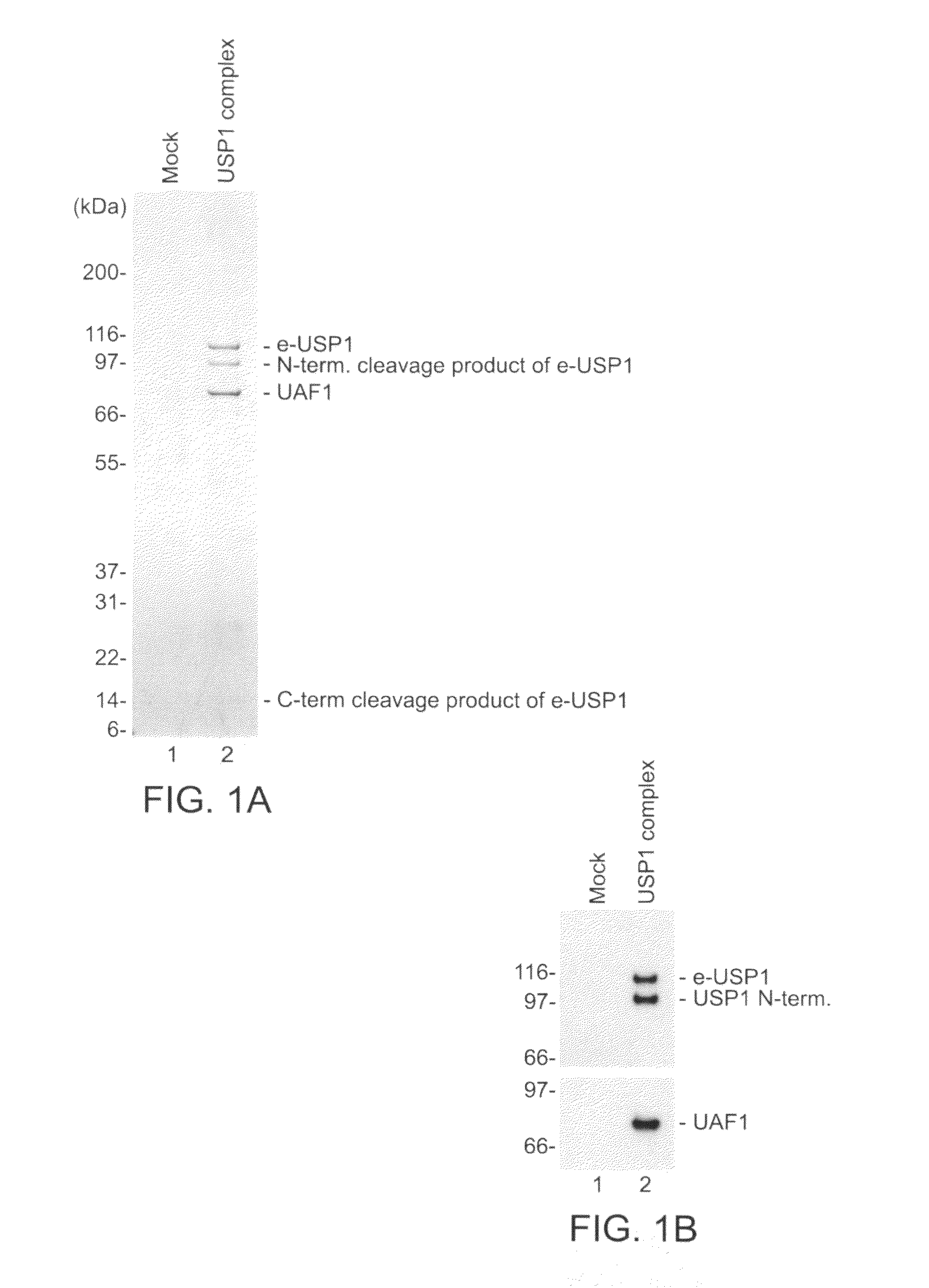 Inhibitors of USP1 Deubiquitinating Enzyme Complex